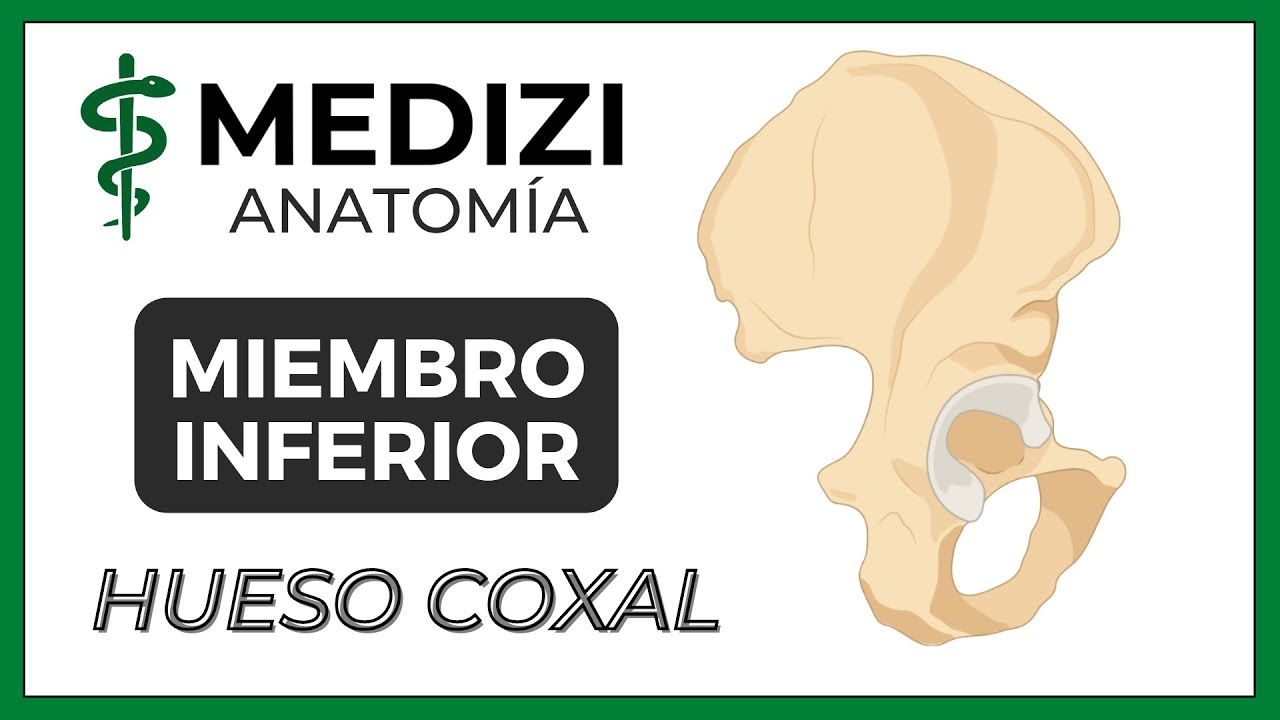 Anatomía de Miembro Inferior (MMII) - Huesos de la Cadera (Coxal) [NUEVA VERSIÓN]