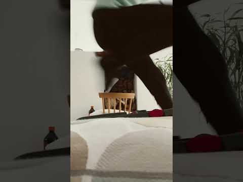 Jag hoppade 60 cm vilka hade rätt? Och hur högt hoppar jag nu? Kommer komma  Del tre💖🐴🦄￼￼￼￼￼￼￼￼￼