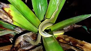 Phát hiện con rắn lạ nằm trên ngọn thơm