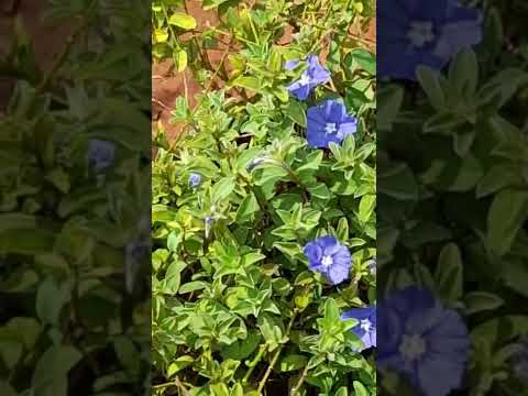 Evolvulus Glomeratus #pasoori ||Suja Pavithran #shorts