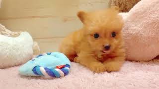 ハーフ犬の動画01