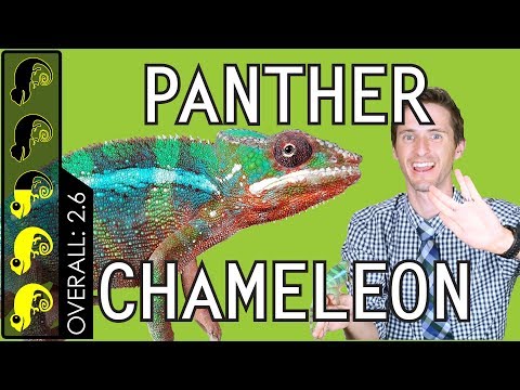 image-Can chameleons be house pets?