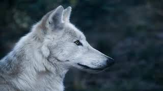 صوت الذئاب للاسترخاء والنوم جميل جدا voix de loup