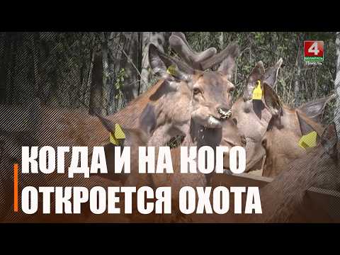 Самцы слонка «на цязе». Вясновы сезон палявання адчыняецца на Гомельшчыне видео