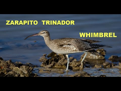 ZARAPITO TRINADOR | WHIMBREL | Numenius phaeopus