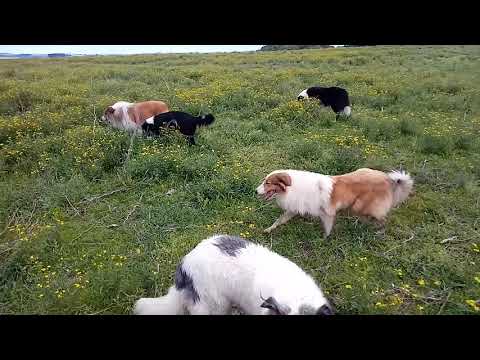 Ovelheiro Gaúcho Canil Santa Terezinha