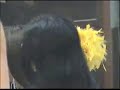 Angoor Ki Beti Se Mohabbat Karle Hit Song