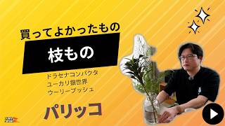 枯れないから罪悪感がない「枝もの」：買ってよかったもの（パリッコ）