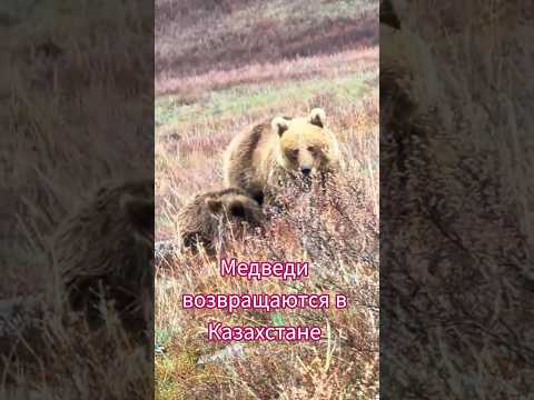 Рост медведей в Казахстане