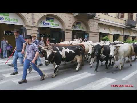 LA RADUNA' SFILATA MUCCHE NEL CENTRO DI SALUZZO. (CN) DOM. 30 - 4 - 2022.