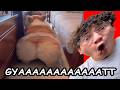 Try Not To Laugh Medazelli