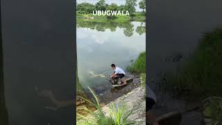 Download lagu #sama28 #IZINGQWELE mp3 Download lagu #sama28 #IZINGQWELE mp3