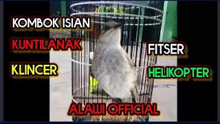 Download lagu kombok isian kuntilanak, klincer, fitser, helikopter #burungjuara #masteranburunglomba #burunggacor mp3 Download lagu kombok isian kuntilanak, klincer, fitser, helikopter #burungjuara #masteranburunglomba #burunggacor mp3