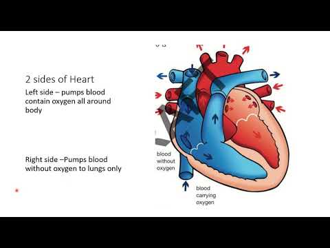 Cambridge Primary Stage 6 Science 1 Humans and Animals 1.2 The Heart