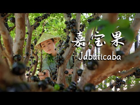 Jabuticaba: The Forest's Black Pearl That Bursts with Flavor.【滇西小哥】