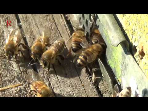 Обзор пасеки в ноябре - пчела готовится к зиме