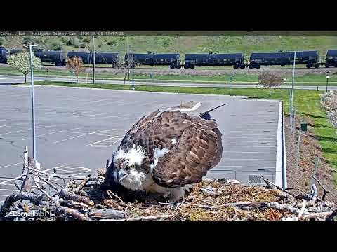 Iris Lays Second Egg Of The Season At Hellgate Osprey Nest – May 8, 2020