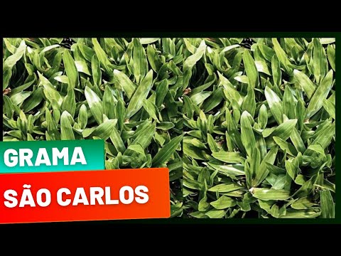 São Carlos Grass | A little about