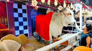 Eid ul Azha Mubarak 2025 || Bakra Eid in Pakistan || Eid ul Adha Status #bakraeid2025 #cow