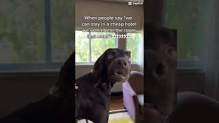 Four-Star Hotel or Bust! 😤🌟 | BaldGirlWillTravel