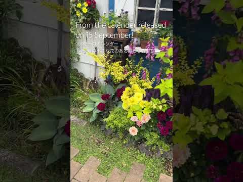 地面に砂糖を入れてもいいですか？植物にとって良いのでしょうか？あなたを驚かせる5つのヒント！  庭園