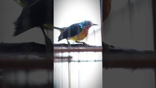 Download lagu PANCINGAN KOWUL GACOR NEMBAK #kowul #kowulgacor #kolibriwulung mp3 Download lagu PANCINGAN KOWUL GACOR NEMBAK #kowul #kowulgacor #kolibriwulung mp3