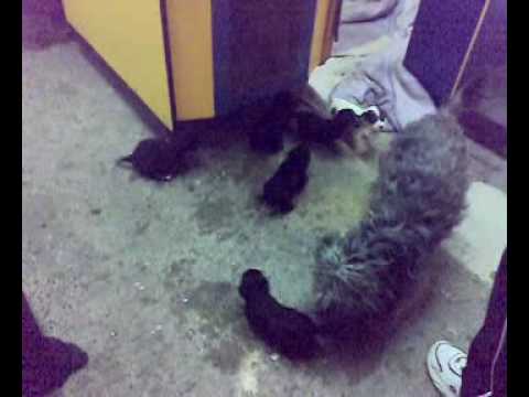 paquita tuvo 7 perros