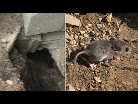 “stopping animals” from DIGGING into your foundation (simple fix)￼