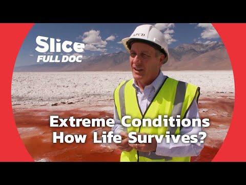 "Extremophiles" : Survivors of Salt and Acid | FULL DOCUMENTARY