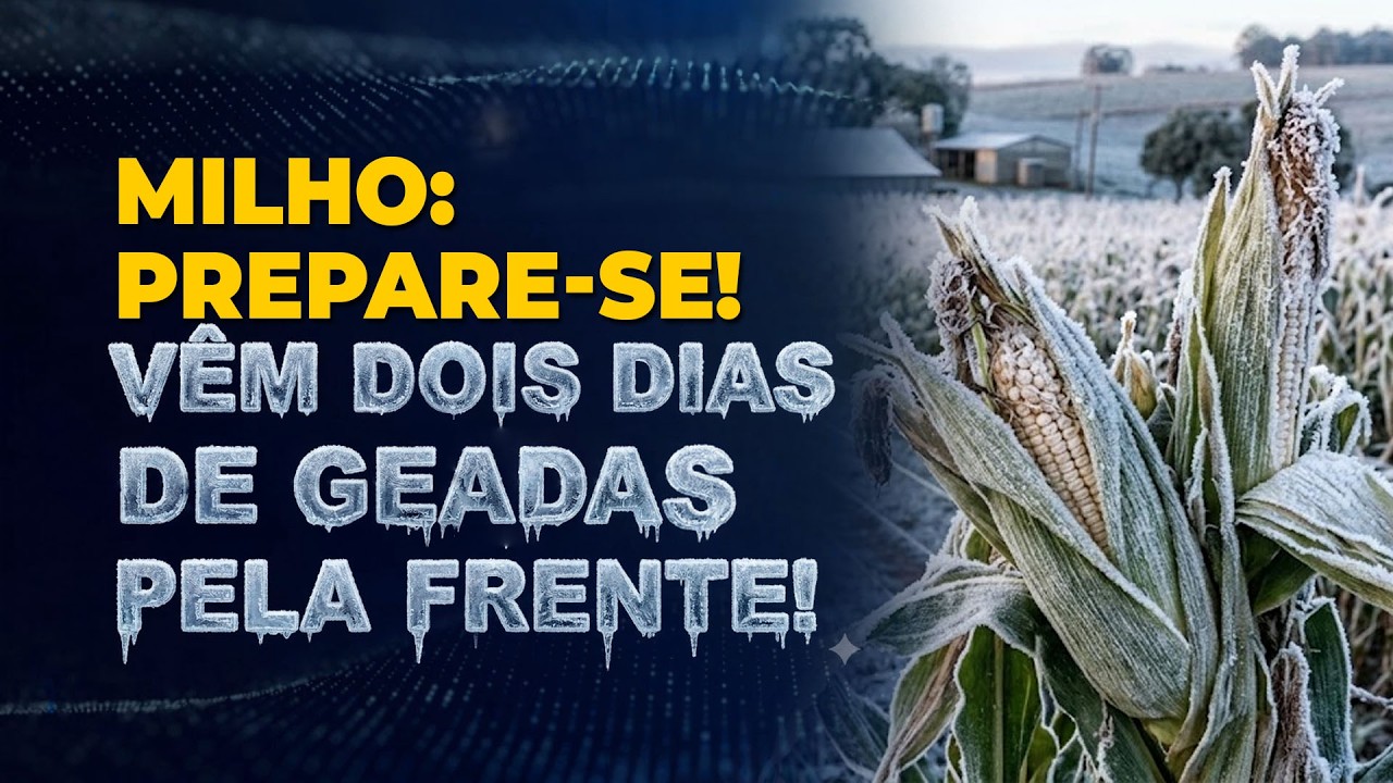 MILHO: PREPARE-SE! VÊM DOIS DIAS DE GEADAS PELA FRENTE!