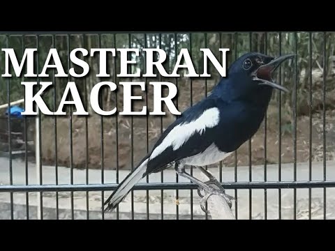 Ngriwik Novyj Trend Smotret Onlajn Na Sajte Trendovi Ru