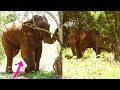 Sympathetic Human Do Their Best To Save The Gunshot Injured Majestics Elephant