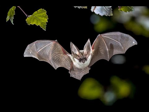 Niesamowite Nietoperze