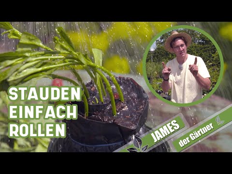 So schneidet man Stecklinge von Stauden um sie zu vermehren! | James der Gärtner