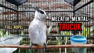 Download lagu trucukan gacor TARUNG ROPEL PANJANG pancingan trucukan agar bunyi jadikan burung trucuk gacor EMOSI mp3