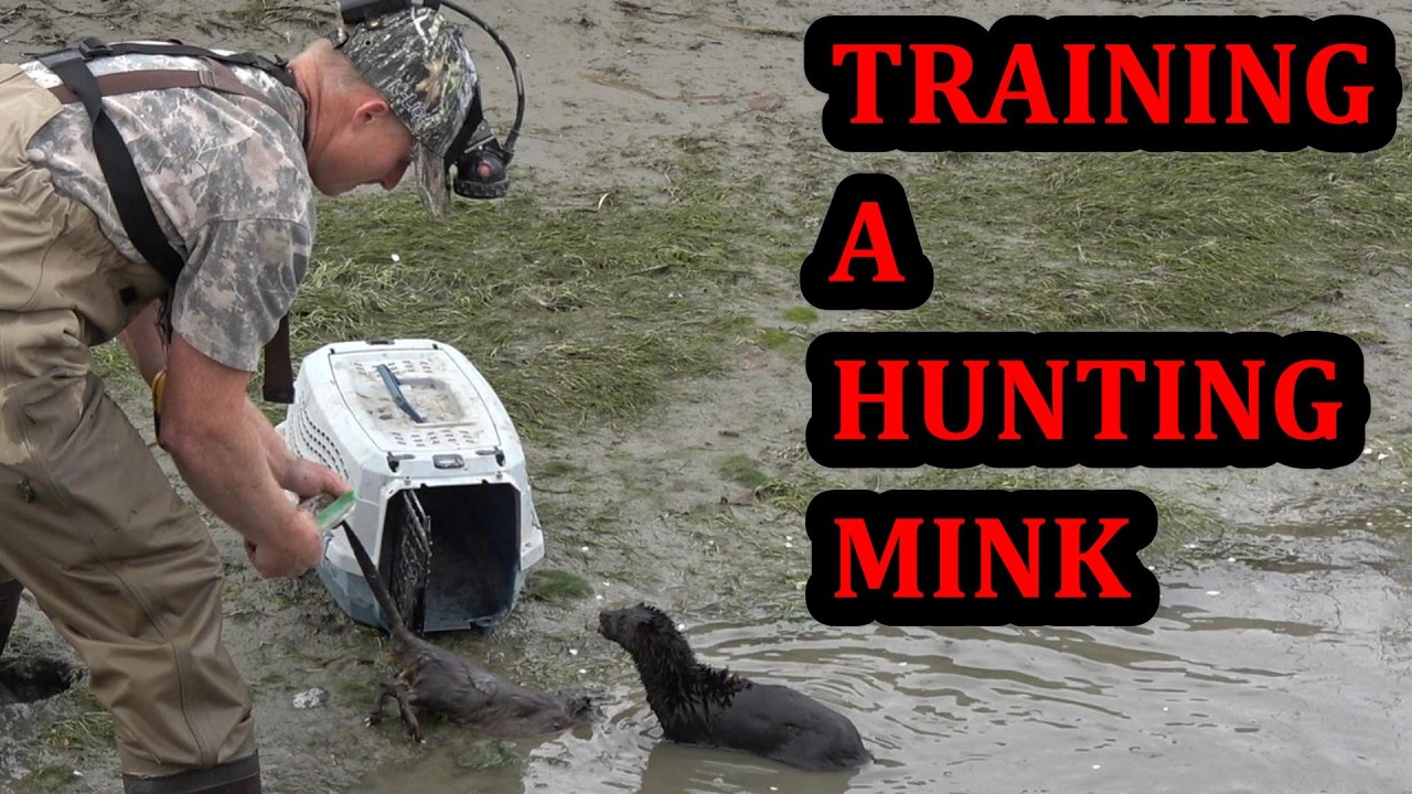 Can a Clueless Young Mink Catch a Clueless Muskrat?