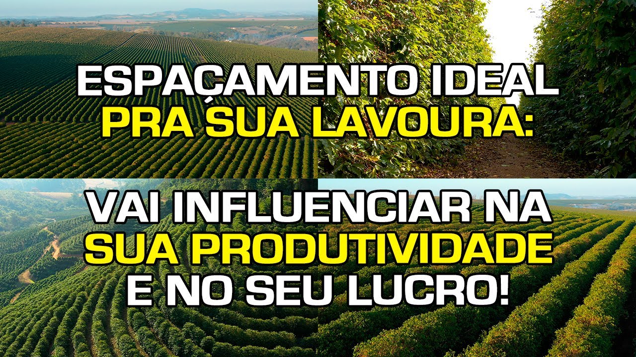 Espaçamento Ideal pra sua Lavoura: Vai Influenciar na Produtividade e no seu Lucro | No Pé do Café
