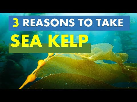 The Three Secret Sea Kelp Benefits