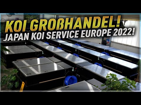 Koi GROßHANDEL! Zu Besuch bei Japan Koi Service Europe 2022!