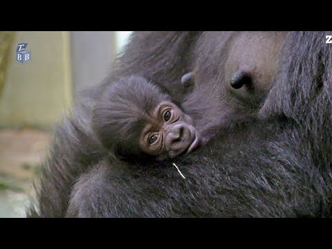 Alle Berliner*innen sind Paten des Gorilla-Nachwuchses im Zoo Berlin