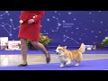 At The Russian WCP Club National Specialty Show 2018 Male Open Working