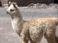 Suck a Llama's Smelly Ass