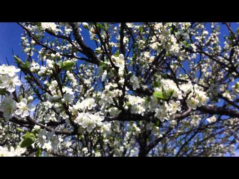 Tura | Vaslui-Releu Zapodeni-Vaslui