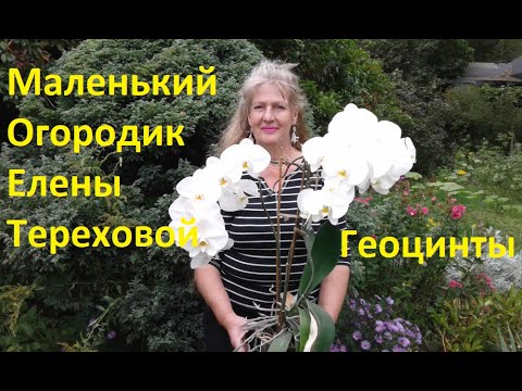 Маленький Огородик Елены Тереховой - Геоцинты 04.04.2009