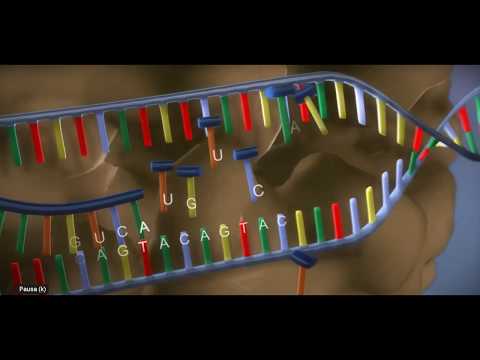 Síntese de Proteínas