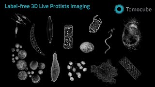 Discover the Hidden Beauty of Protists in 3D | Label-Free Holotomography by Tomocube HT-X1 Plus (4K)