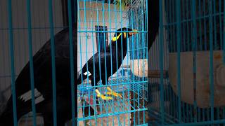 Download lagu BEO PINTAR BICARA ASSALAMUALAIKUM!!! mp3 Download lagu BEO PINTAR BICARA ASSALAMUALAIKUM!!! mp3