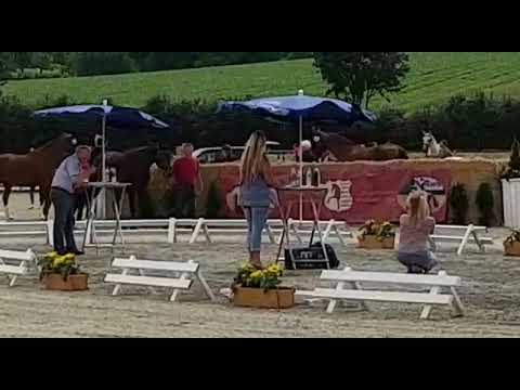 Siegerfohlen LVM Fohlenchampionat Paderborn