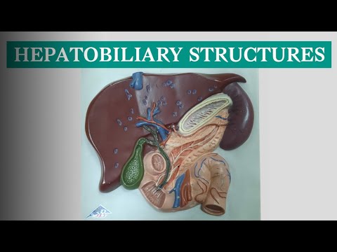 Model of HepatoBiliary system | Anatomy of Biliary Tract | Celiac Trunk branches