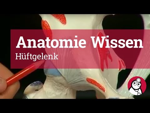 Anatomy knowledge: hip joint